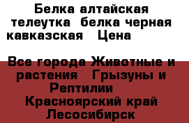 Белка алтайская телеутка, белка черная кавказская › Цена ­ 5 000 - Все города Животные и растения » Грызуны и Рептилии   . Красноярский край,Лесосибирск г.